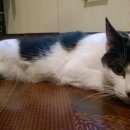 Подробнее об объявлении «Найдена кошка Нижний Новгород» Фото: найдена кошка  «Найдена кошка Нижний Новгород» в г. Нижний Новгород