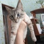 Подробнее об объявлении «Пропал котик Солнечногорск» Фото: пропала кошка  «Пропал котик Солнечногорск» в г. Солнечногорск