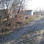 Подробнее об объявлении «Ставрополь Найдена собака две собачки» Фото: найдена собака  «Ставрополь Найдена собака две собачки» в г. Ставрополь