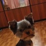 Подробнее об объявлении «Пропала собака Санкт-Петербург» Фото: пропала собака Йоркширский терьер «Пропала собака Санкт-Петербург» в г. Санкт-Петербург