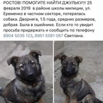 Подробнее об объявлении «Пропала собака Ростов-на-Дону» Фото: пропала собака  «Пропала собака Ростов-на-Дону» в г. Ростов-на-Дону
