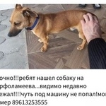 Подробнее об объявлении «Найдена собака Ростов-на-Дону» Фото: найдена собака  «Найдена собака Ростов-на-Дону» в г. Ростов-на-Дону