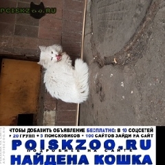 Подробнее об объявлении «Москва Найдена кошка турецкая ангора» Фото: найдена кошка Турецкая ангора «Москва Найдена кошка турецкая ангора» в г. Москва