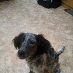 Подробнее об объявлении «Пропала собака Ангарск» Фото: пропала собака  «Пропала собака Ангарск» в г. Ангарск