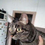 Подробнее об объявлении «Найдена кошка около входа в банк, юбилейный проезд, Орехово-Зуево» Фото: найдена кошка  «Найдена кошка около входа в банк, юбилейный...» в г. Орехово-Зуево