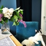 Подробнее об объявлении «Пропал кот чёрно-белый кот Москва» Фото: пропала кошка  «Пропал кот чёрно-белый кот Москва» в г. Москва