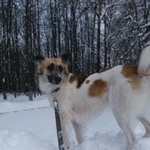 Подробнее об объявлении «Пропала собака кобель Нарофоминск» Фото: пропала собака  «Пропала собака кобель Нарофоминск» в г. Нарофоминск