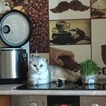 Подробнее об объявлении «Пропала кошка бирюлево восточное Москва» Фото: пропала кошка  «Пропала кошка бирюлево восточное Москва» в г. Москва