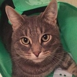 Подробнее об объявлении «Пропала кошка Москва» Фото: пропала кошка  «Пропала кошка Москва» в г. Москва