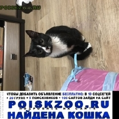 Подробнее об объявлении «Москва Найден кот» Фото: найдена кошка  «Москва Найден кот» в г. Москва