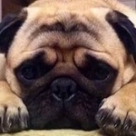 Подробнее об объявлении «Пропала собака кобель собаке больше года Рославль» Фото: пропала собака Мопс «Пропала собака кобель собаке больше года Рославль» в г. Рославль