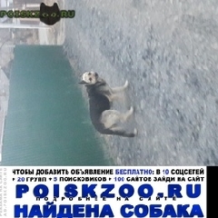 Подробнее об объявлении «Владивосток Найдена собака овчарка» Фото: найдена собака Немецкая овчарка «Владивосток Найдена собака овчарка» в г. Владивосток