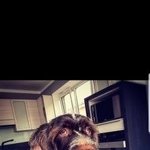 Подробнее об объявлении «Пропала собака кобель дратхаар Аксай (Ростовская обл.)» Фото: пропала собака Дратхаар «Пропала собака кобель дратхаар Аксай...» в г. Аксай (Ростовская обл.)