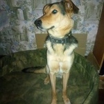 Подробнее об объявлении «Пропала собака кобель Санкт-Петербург» Фото: пропала собака  «Пропала собака кобель Санкт-Петербург» в г. Санкт-Петербург