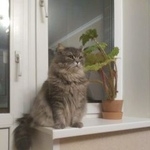 Подробнее об объявлении «Пропала кошка Москва» Фото: пропала кошка Британская длинношерстная «Пропала кошка Москва» в г. Москва