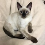 Подробнее об объявлении «Геленджик Пропала кошка 07, 04, 2019» Фото: пропала кошка Сиамская «Геленджик Пропала кошка 07, 04, 2019» в г. Геленджик