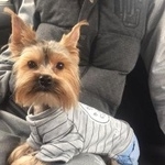 Подробнее об объявлении «Пропала собака кобель и оркширскии терьер. Аксай (Ростовская обл.)» Фото: пропала собака Йоркширский терьер «Пропала собака кобель и оркширскии терьер....» в г. Аксай (Ростовская обл.)