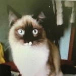 Подробнее об объявлении «Пропала кошка Томск» Фото: пропала кошка Сиамская «Пропала кошка Томск» в г. Томск