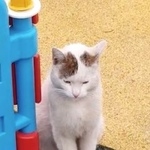 Подробнее об объявлении «Москва Найдена кошка» Фото: найдена кошка  «Москва Найдена кошка» в г. Москва