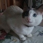 Подробнее об объявлении «Пропал кот ик. Уфа» Фото: пропала кошка Сиамская «Пропал кот ик. Уфа» в г. Уфа