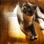 Подробнее об объявлении «Пропал кот помогите пожалуйста  Москва» Фото: пропала кошка  «Пропал кот помогите пожалуйста  Москва» в г. Москва