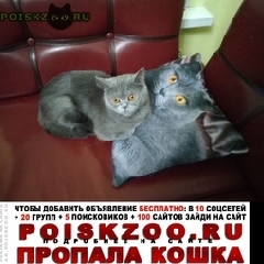 Подробнее об объявлении «Пропала кошка Калуга» Фото: пропала кошка  «Пропала кошка Калуга» в г. Калуга