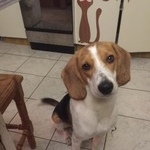 Подробнее об объявлении «Пропала собака кобель порода бигль Санкт-Петербург» Фото: пропала собака Бигль «Пропала собака кобель порода бигль Санкт-Петербург» в г. Санкт-Петербург