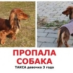 Подробнее об объявлении «Пропала собака такса Москва» Фото: пропала собака Такса «Пропала собака такса Москва» в г. Москва