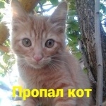 Подробнее об объявлении «Пропала кошка Ростов-на-Дону» Фото: пропала кошка  «Пропала кошка Ростов-на-Дону» в г. Ростов-на-Дону