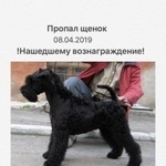 Подробнее об объявлении «Пропала собака кобель Москва» Фото: пропала собака Керри блю терьер «Пропала собака кобель Москва» в г. Москва