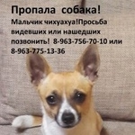 Подробнее об объявлении «Железнодорожный (Московск.) Пропала собака кобель» Фото: пропала собака Чихуахуа «Железнодорожный (Московск.) Пропала собака кобель» в г. Железнодорожный (Московск.)