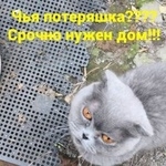 Подробнее об объявлении «Найдена кошка Ростов-на-Дону» Фото: найдена кошка Норвежский бухунд «Найдена кошка Ростов-на-Дону» в г. Ростов-на-Дону