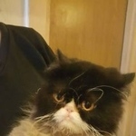 Подробнее об объявлении «Москва Найден кот персидский беби фейс» Фото: найдена кошка Персидская «Москва Найден кот персидский беби фейс» в г. Москва