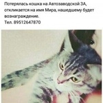 Подробнее об объявлении «Курган Пропала кошка» Фото: пропала кошка  «Курган Пропала кошка» в г. Курган