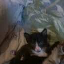 Подробнее об объявлении «Найден кот Москва» Фото: найдена кошка  «Найден кот Москва» в г. Москва