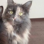 Подробнее об объявлении «Нижний Новгород Пропала кошка» Фото: пропала кошка  «Нижний Новгород Пропала кошка» в г. Нижний Новгород