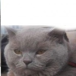 Подробнее об объявлении «Пропал кот Москва» Фото: пропала кошка Британская короткошерстная «Пропал кот Москва» в г. Москва