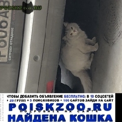 Подробнее об объявлении «Москва Найдена кошка нахимовский проспект» Фото: найдена кошка  «Москва Найдена кошка нахимовский проспект» в г. Москва