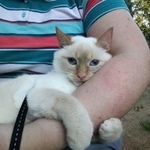 Подробнее об объявлении «Пропала кошка Краснодар» Фото: пропала кошка Тайская «Пропала кошка Краснодар» в г. Краснодар