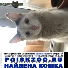 Подробнее об объявлении «Москва Найден кот печатники» Фото: найдена кошка  «Москва Найден кот печатники» в г. Москва