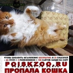 Подробнее об объявлении «Воронеж Пропал кот с. ямное» Фото: пропала кошка  «Воронеж Пропал кот с. ямное» в г. Воронеж