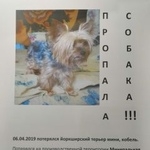 Подробнее об объявлении «Пропала собака кобель Санкт-Петербург» Фото: пропала собака Йоркширский терьер «Пропала собака кобель Санкт-Петербург» в г. Санкт-Петербург