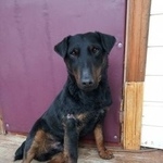 Подробнее об объявлении «Найдена собака кобель молодой кобель ягдтерьера Можайск» Фото: найдена собака Ягд-терьер «Найдена собака кобель молодой кобель ягдтерьера...» в г. Можайск