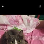 Подробнее об объявлении «Пропала кошка Москва» Фото: пропала кошка  «Пропала кошка Москва» в г. Москва