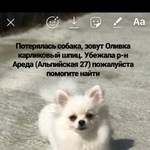 Подробнее об объявлении «Пропала собака белый померанский шпиц Сочи» Фото: пропала собака Померанский шпиц «Пропала собака белый померанский шпиц Сочи» в г. Сочи