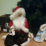 Подробнее об объявлении «Пропала кошка Москва» Фото: пропала кошка  «Пропала кошка Москва» в г. Москва