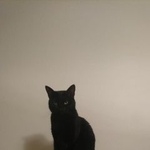 Подробнее об объявлении «Пропала кошка Москва» Фото: пропала кошка  «Пропала кошка Москва» в г. Москва