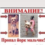 Подробнее об объявлении «Пропала собака кобель йорк мальчик Москва» Фото: пропала собака Йоркширский терьер «Пропала собака кобель йорк мальчик Москва» в г. Москва