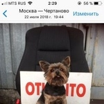 Подробнее об объявлении «Пропала собака кобель Москва» Фото: пропала собака Йоркширский терьер «Пропала собака кобель Москва» в г. Москва