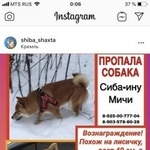 Подробнее об объявлении «Пропала собака кобель очень надеемся, что кто-то видел мичи Москва» Фото: пропала собака  «Пропала собака кобель очень надеемся, что...» в г. Москва